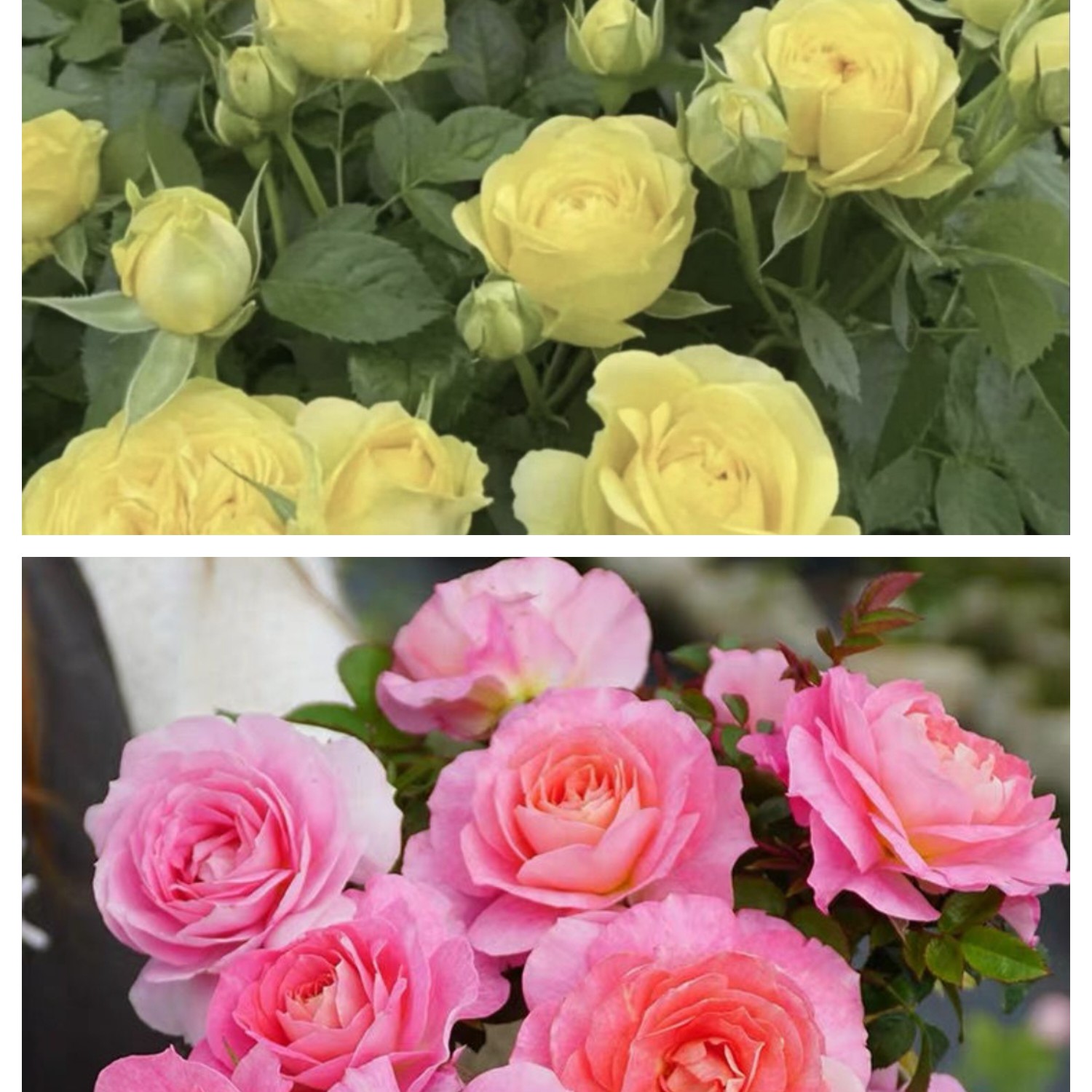 【海神王+绿芙美人多颗扦插】阳台庭院好养护抗病性强花卉月季