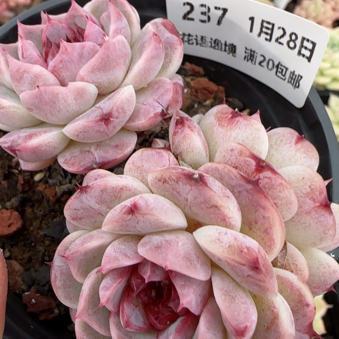 花语逸镜0128-237