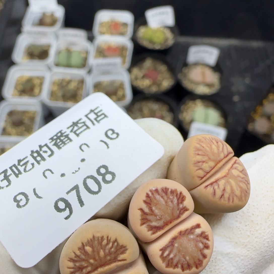 9708。福袋。当天和订单一起发走。