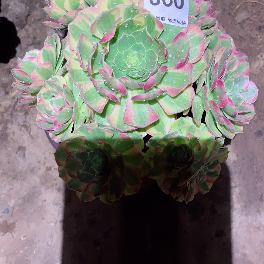 无花朵多肉植物860