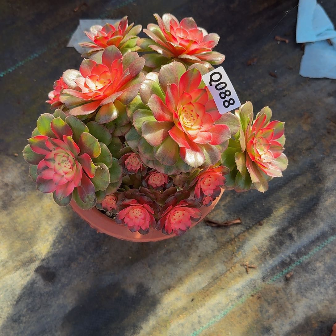 全部花朵爱*088荔枝44冠服20.1左右小颗的