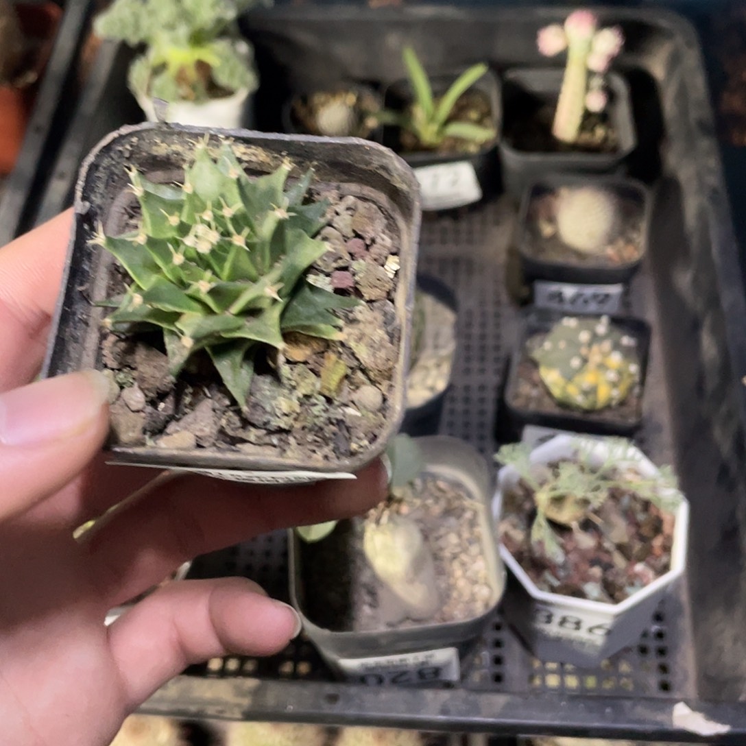 417帝冠（满18包邮）