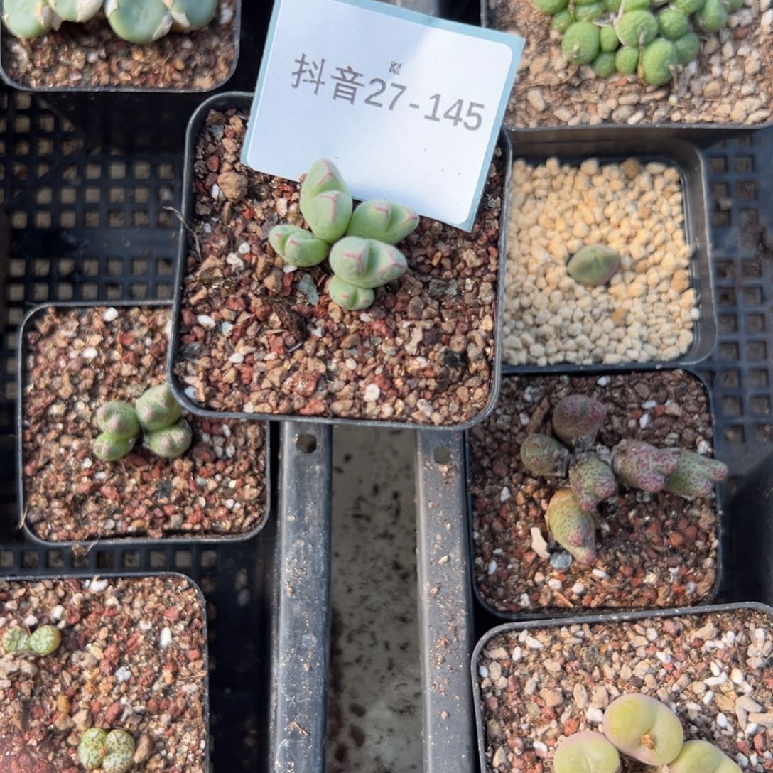 戴***戴27-145肉锥多肉植物
