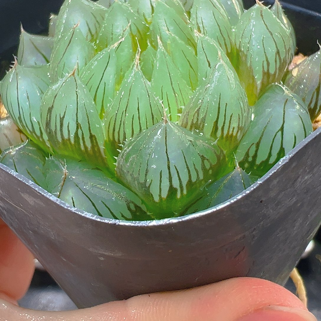 铭品Y4多肉植物一颗