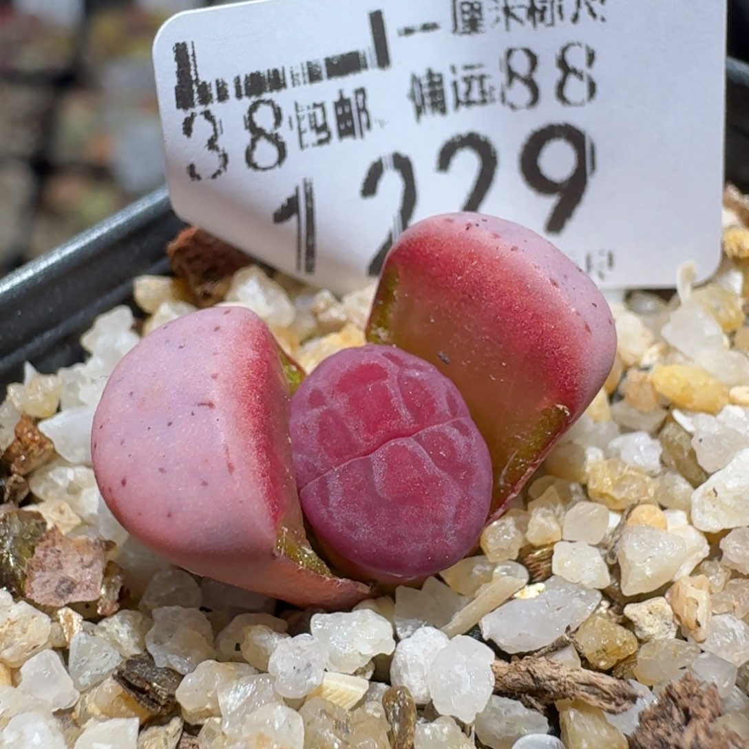 Zzz精品生石花 1229阿克