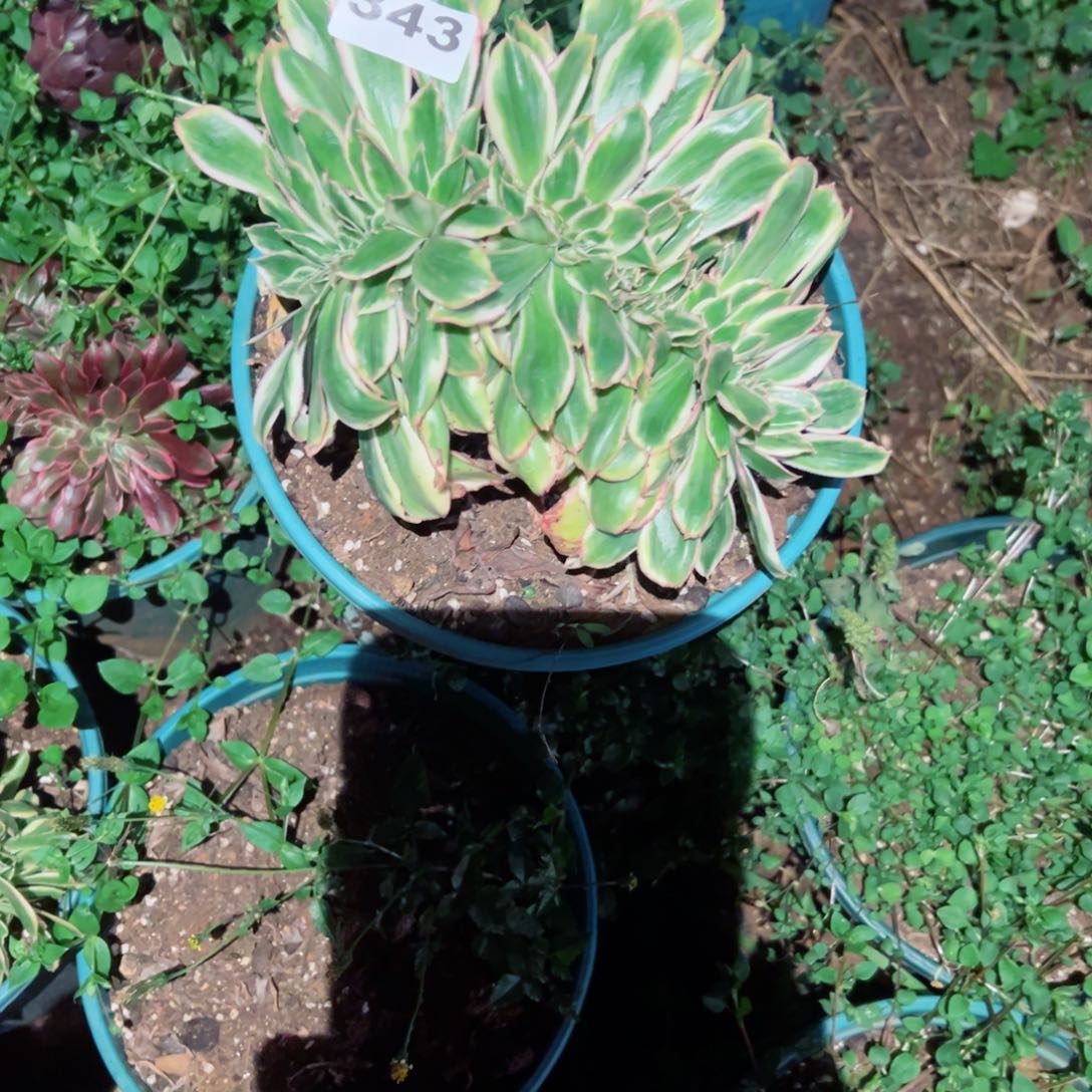 343 号多肉法师新年福利