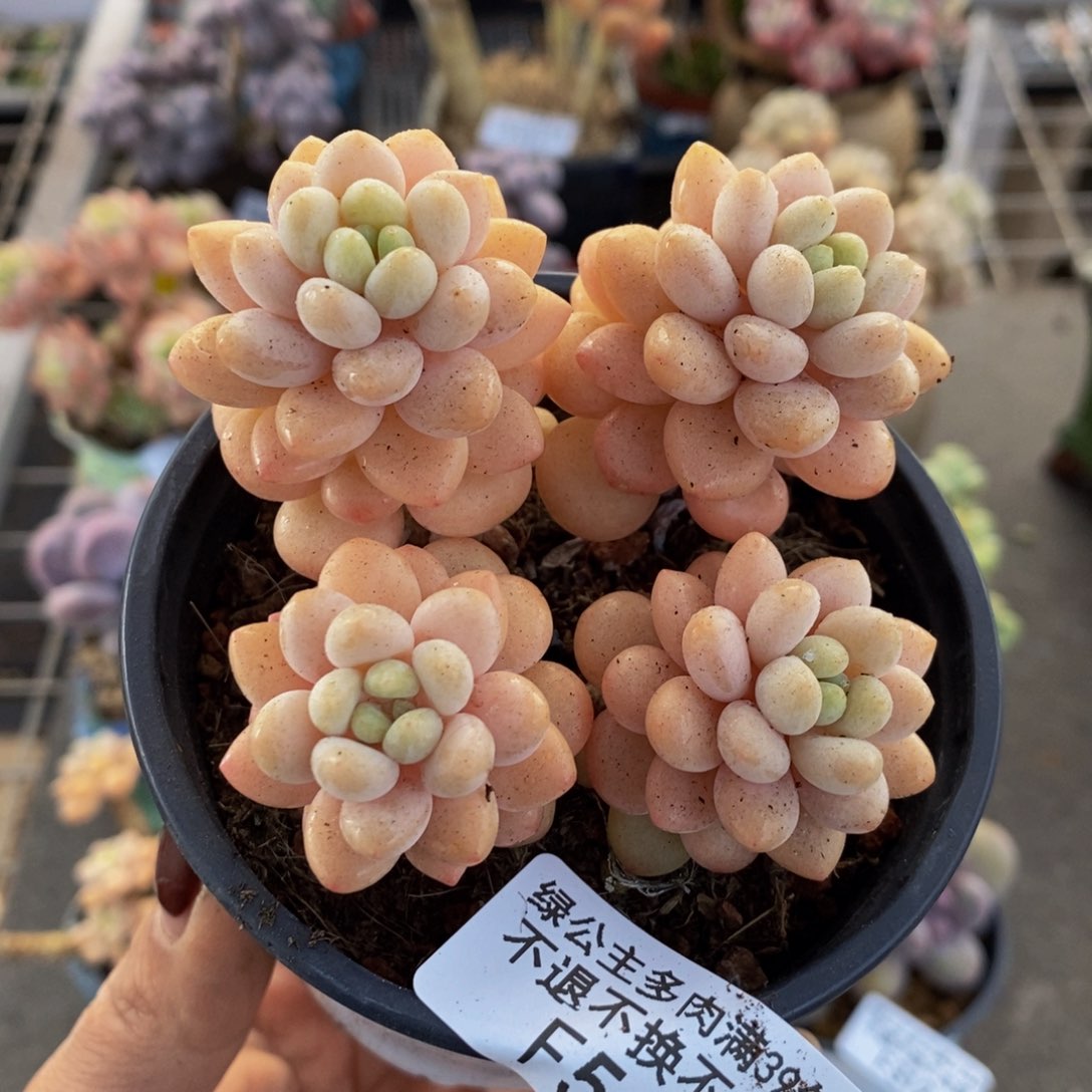 洛可可544/6cm运输掉叶