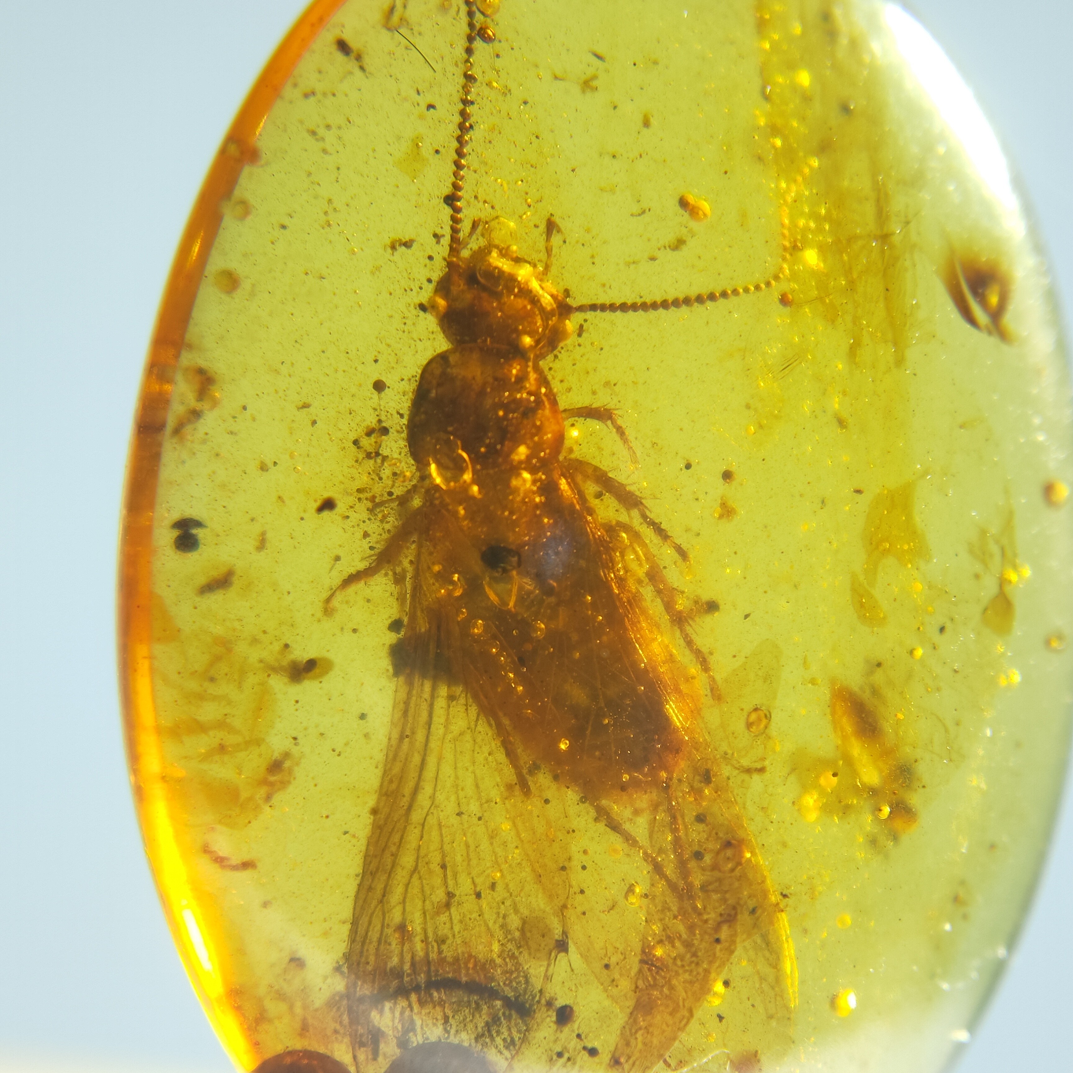 大白蚁锁骨坠配饰天然缅甸琥珀虫珀原石裸石无优化原矿保真正品