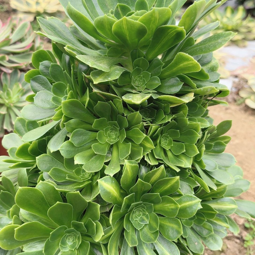 W9539 绿羊绒中班多肉植物