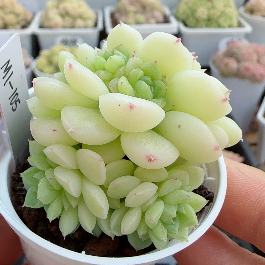南*【闪购商品】0310-12（m1-105）
