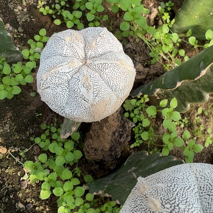 扶***焱恩冢鸾凤玉仙人球开花