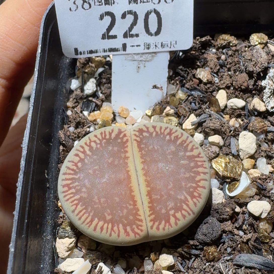 Sss精品清货款220