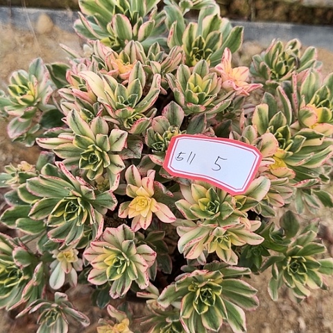 多肉植物甜茶511号