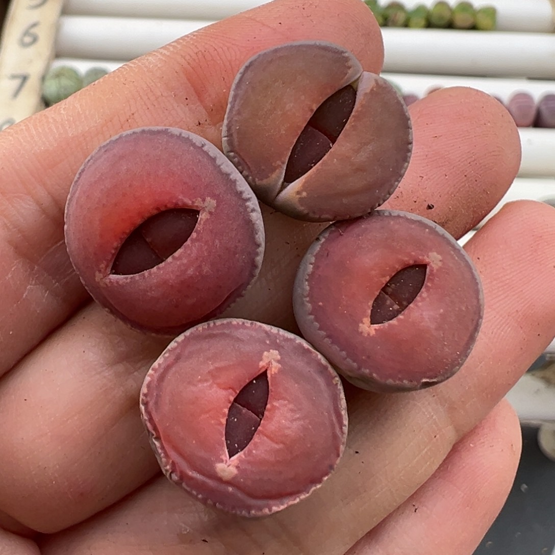 3.6好看的多肉脱土发货003