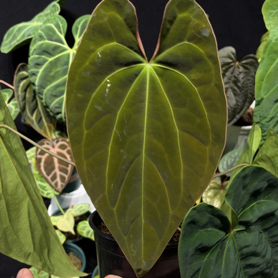 不开花植物加通湖papi