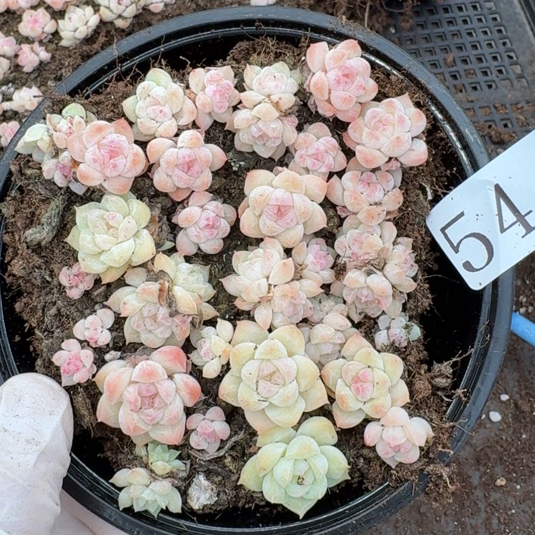 多肉植物多肉植物54