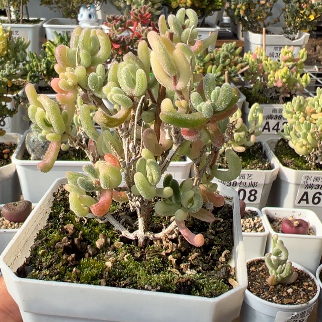 29-749andy的专拍紫闪光+超紫+黄锦拉丝锦