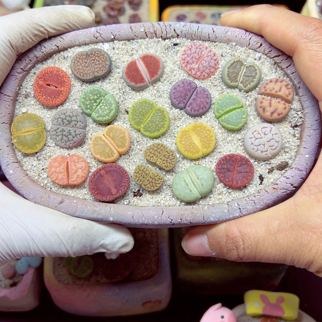 113优秀的肉肉16