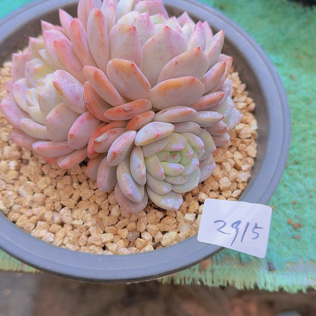 2915橙子多肉植物