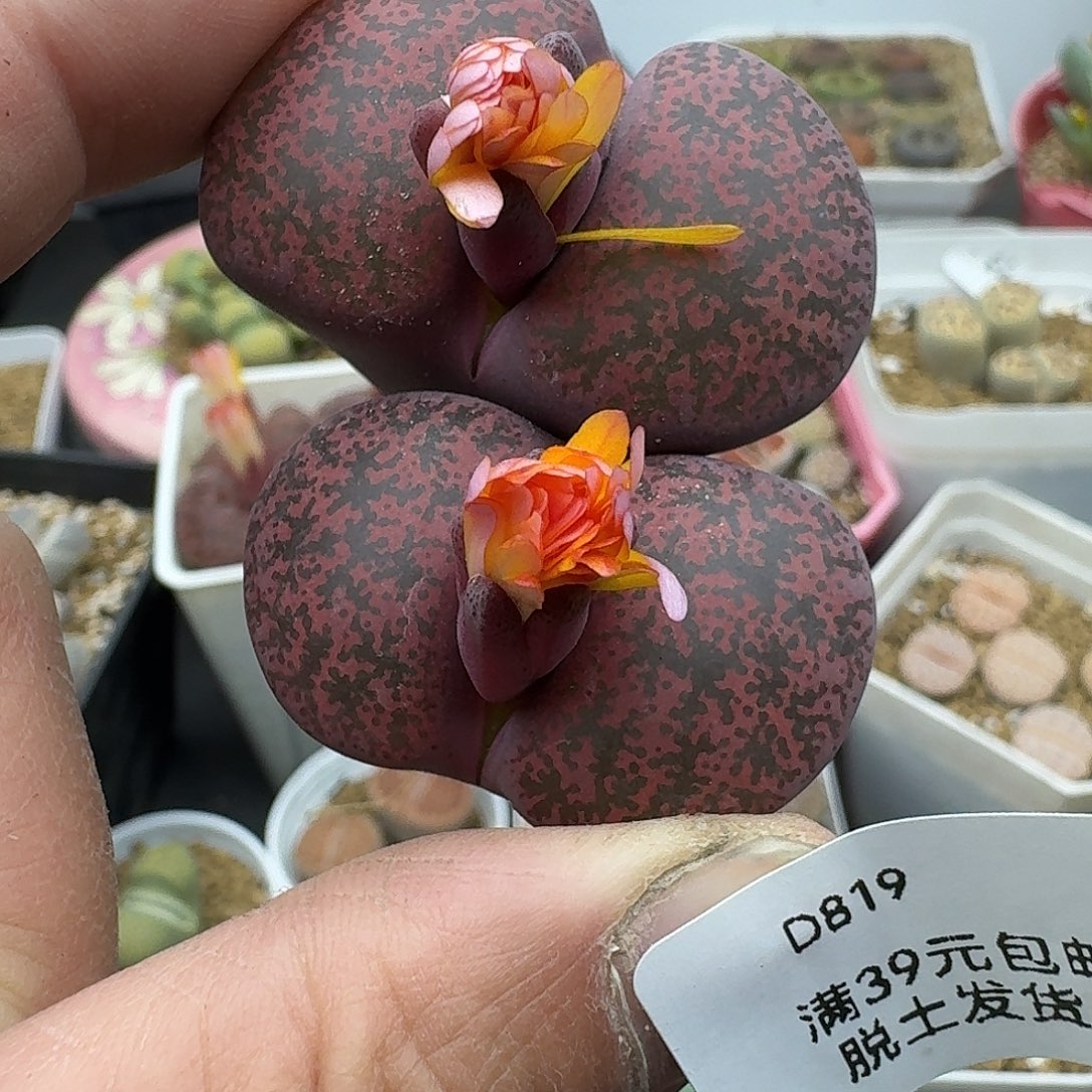 819多肉哈哈哈哈哈哈