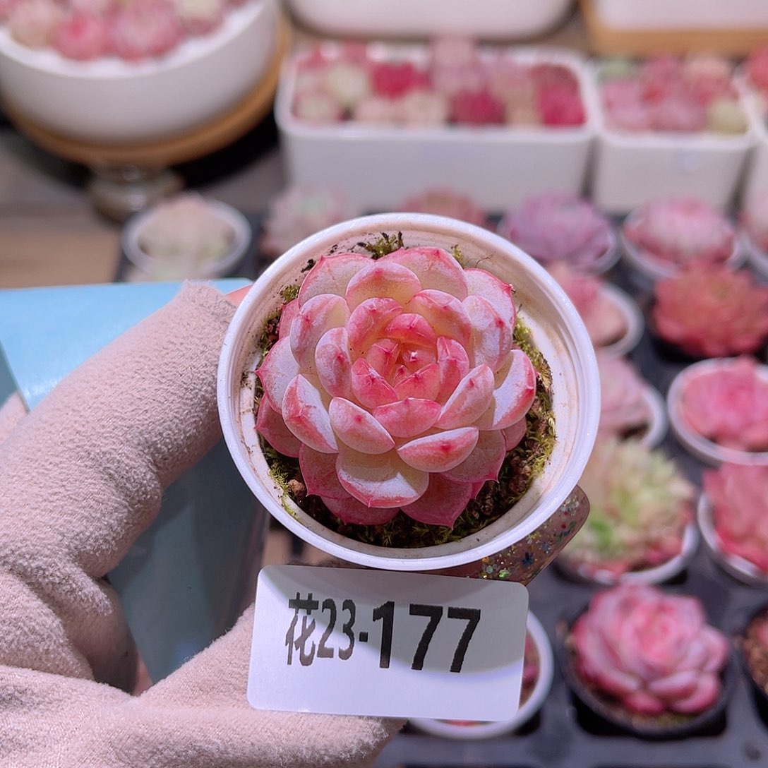 花利美23-177雪颜玉