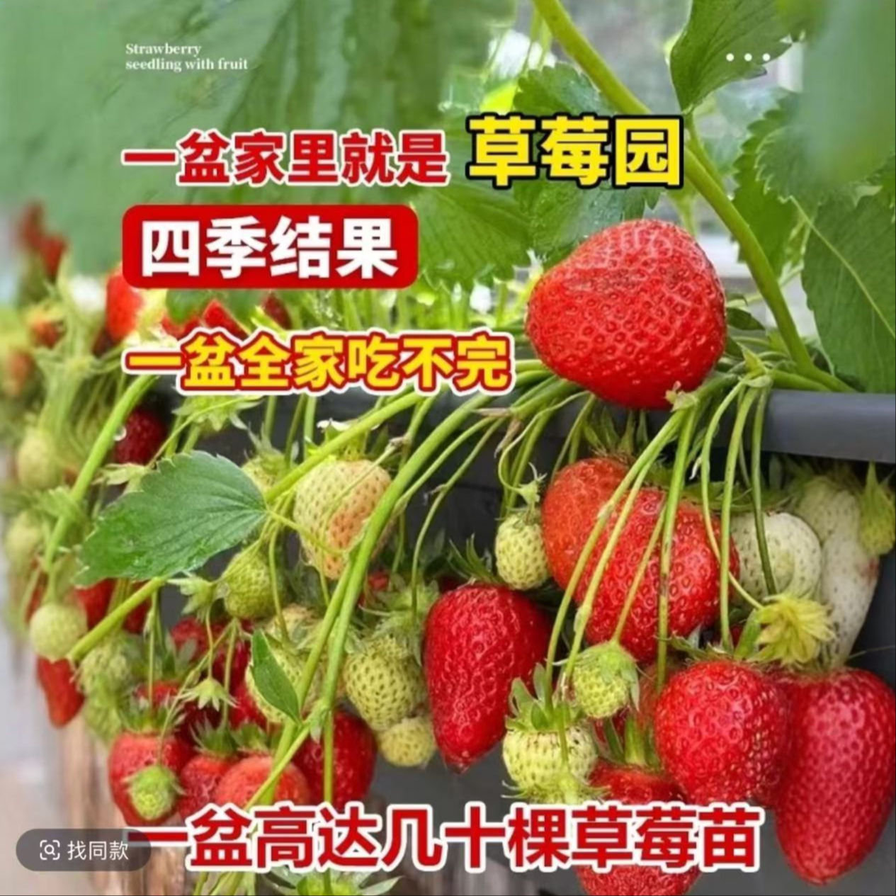 【带花带果】草莓苗四季盆栽食用家庭蔬菜种子春季阳台果树苗南方