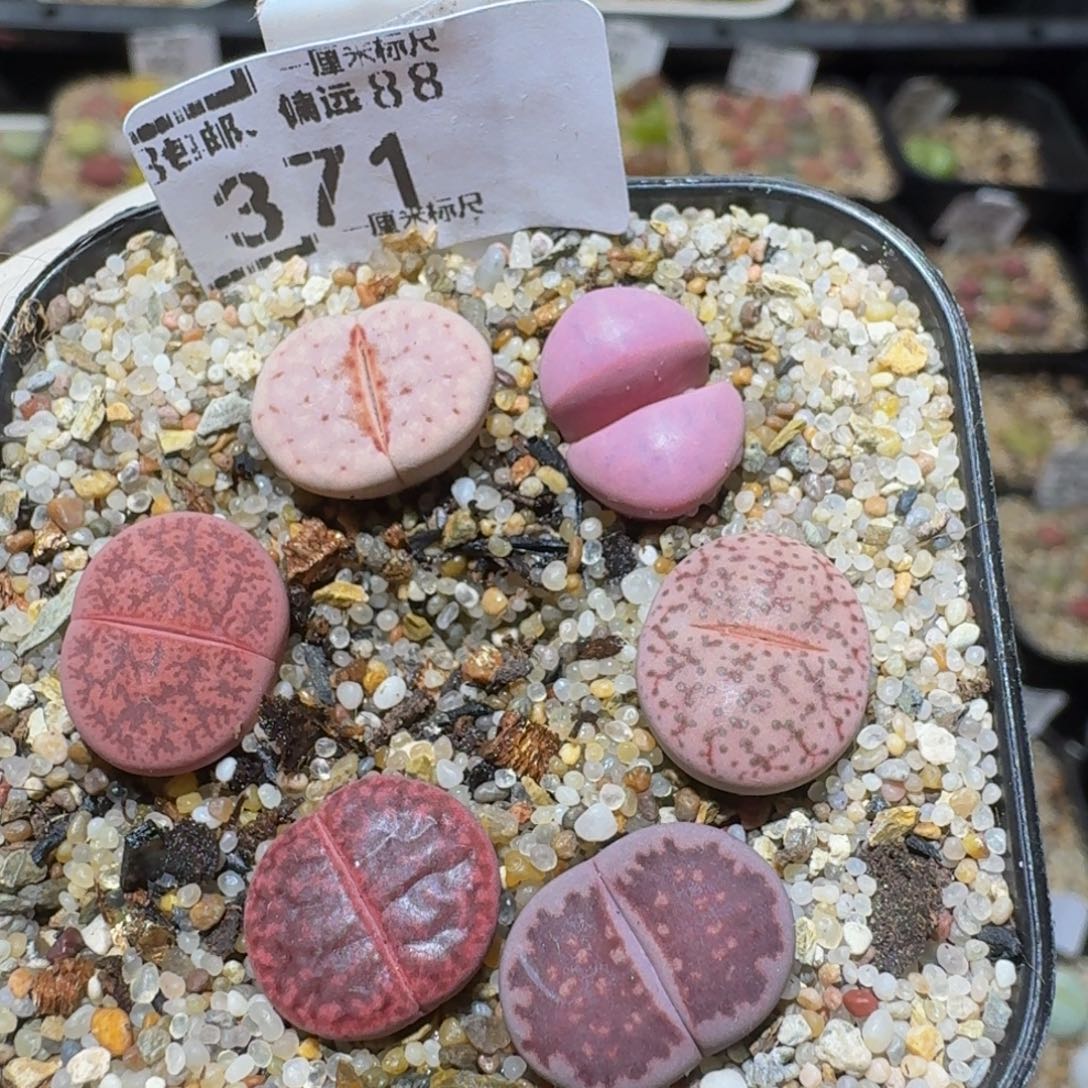 Ssss精品生石花371粉色组