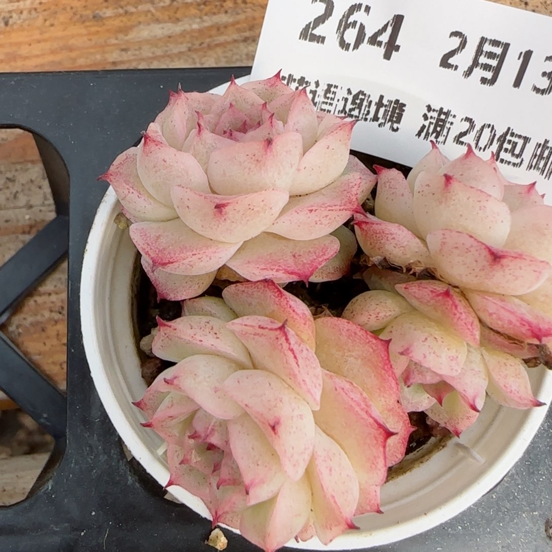 花语逸境0213-264