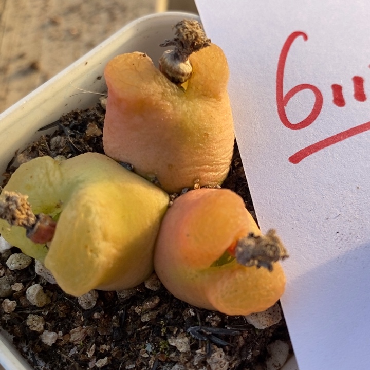 6112一个一个一个