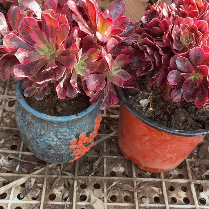 小美杜莎两颗拼单福利