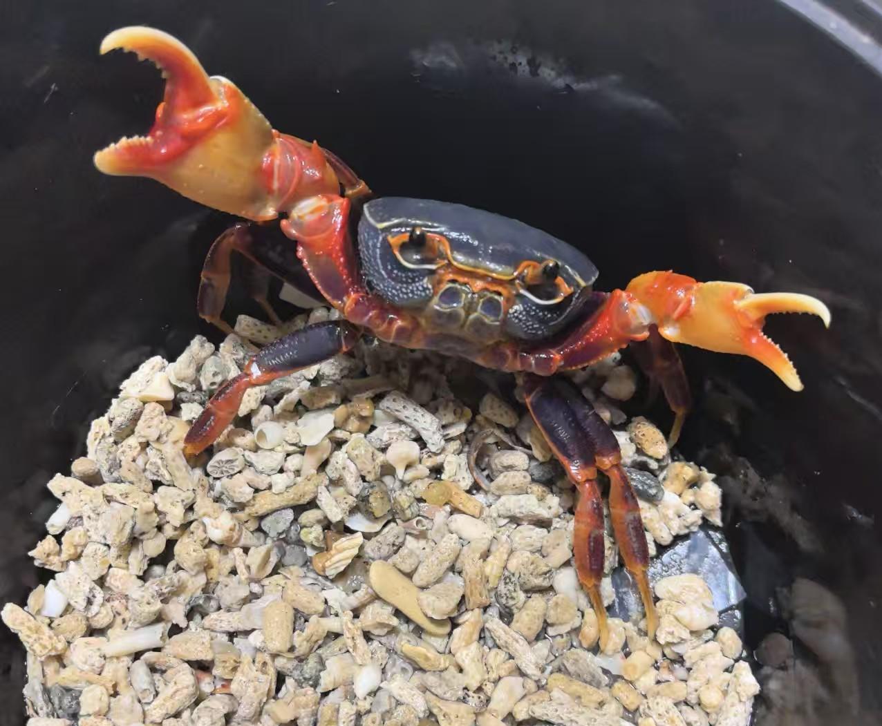 南海溪蟹蓝尖肢溪蟹观赏蟹小螃蟹宠物蟹蓝蟹桌面宠物