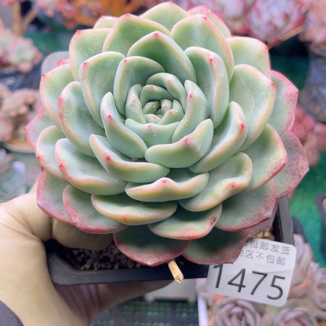 大1475；h d h x g c b b b n