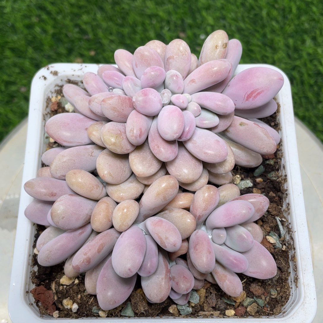 桃蛋缀化多肉植物