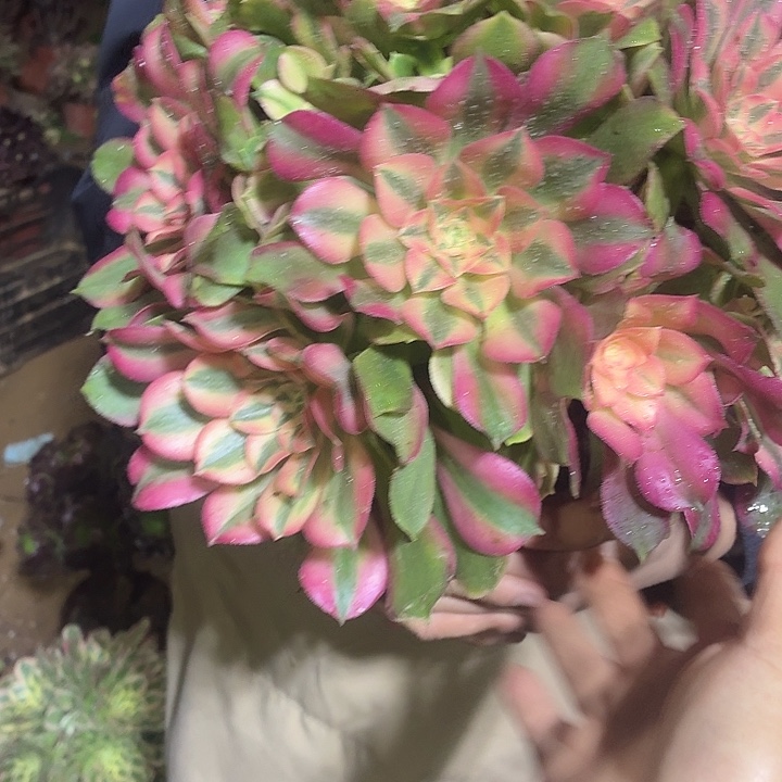 香妃一棵脱土发货18.8