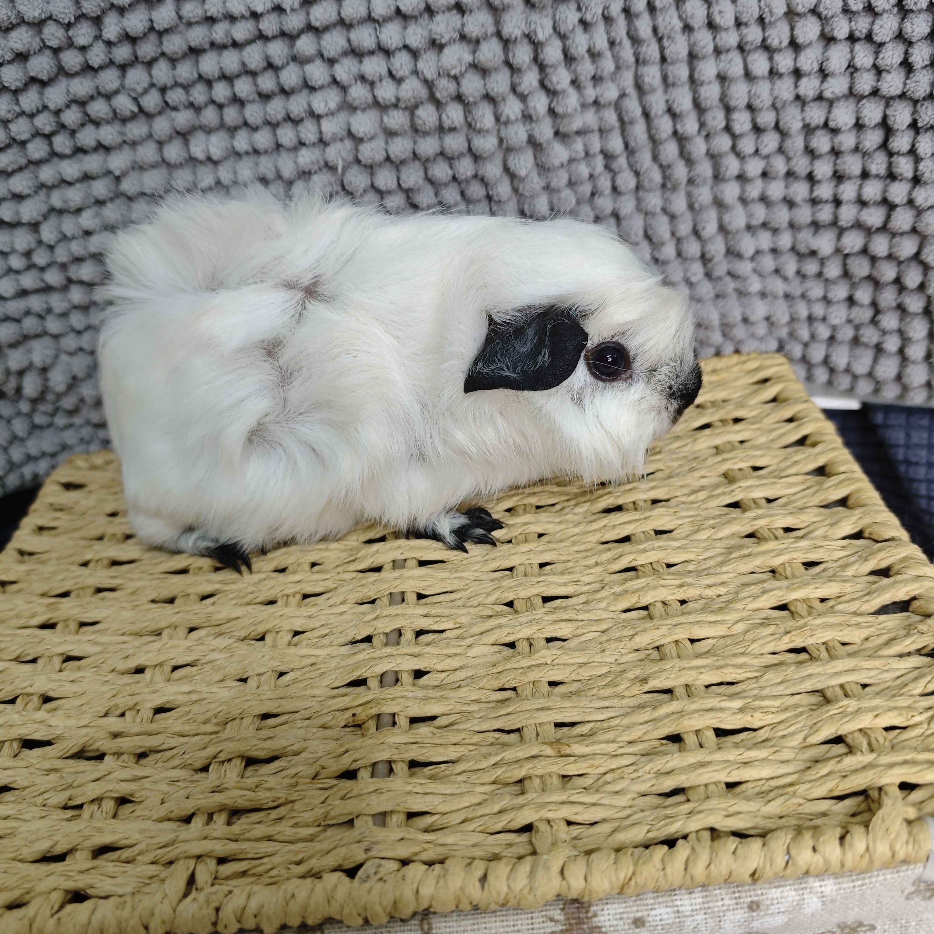 白加州弟弟两个月
