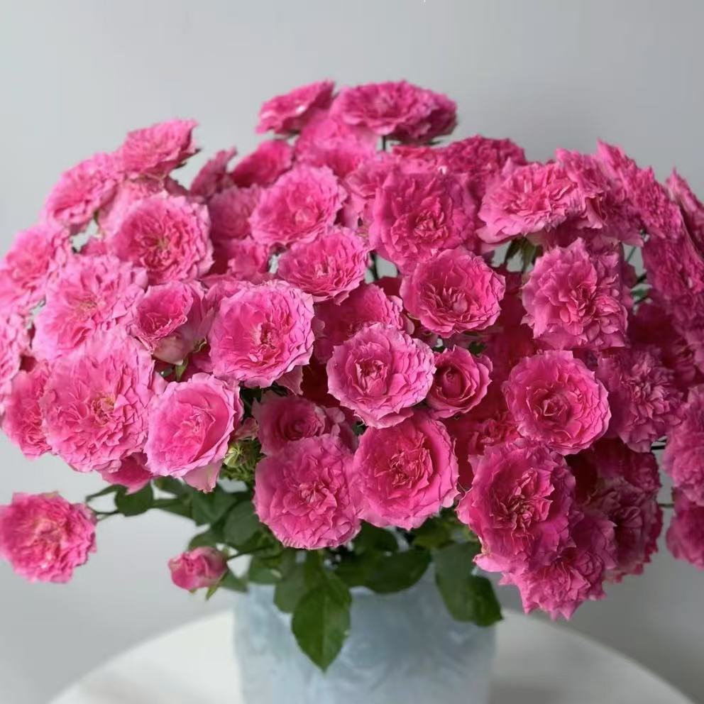 【植迷不误】* 天使罗拉 多头玫瑰 居家插花云南鲜花 基地包邮直发