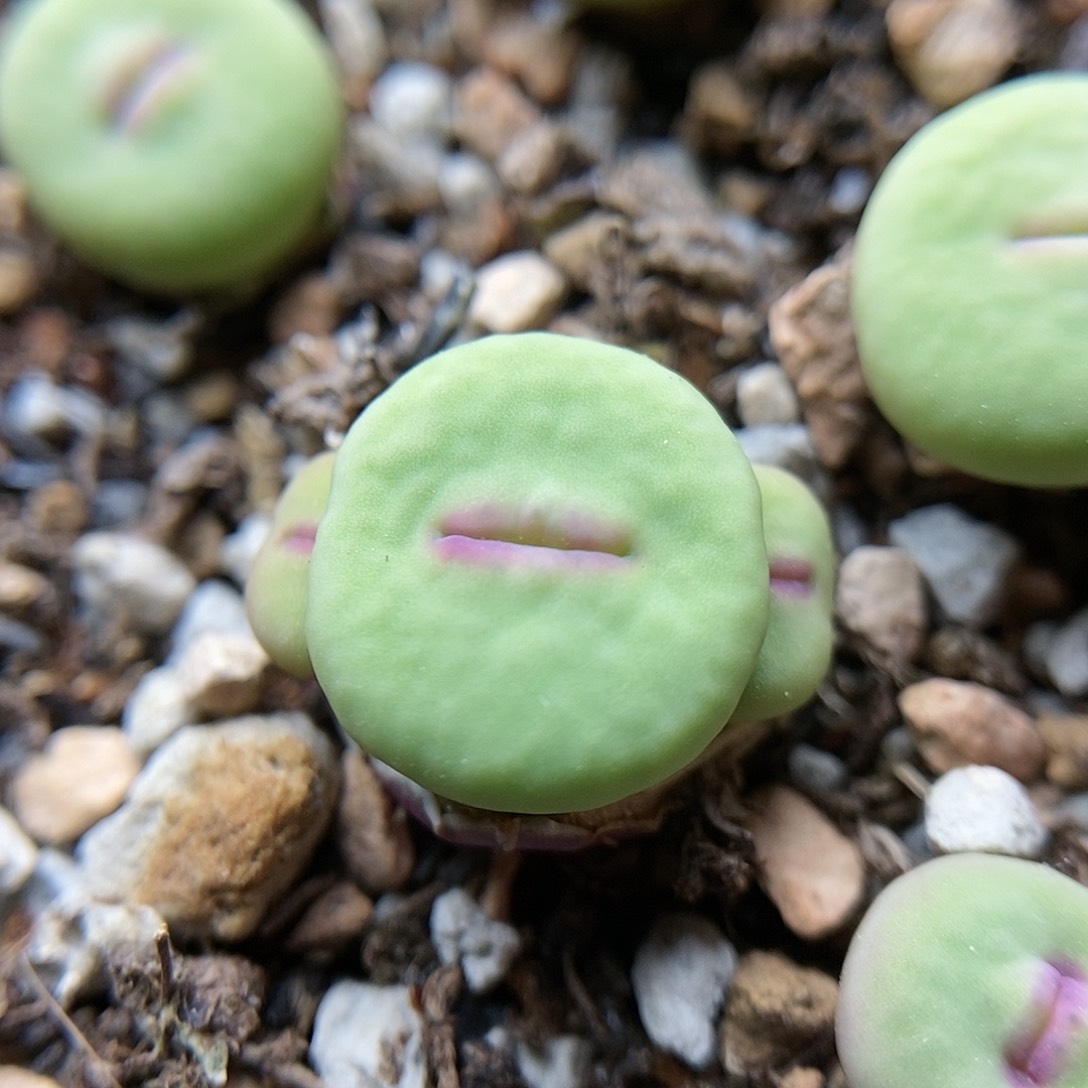 小红嘴一颗三头2.5年包邮