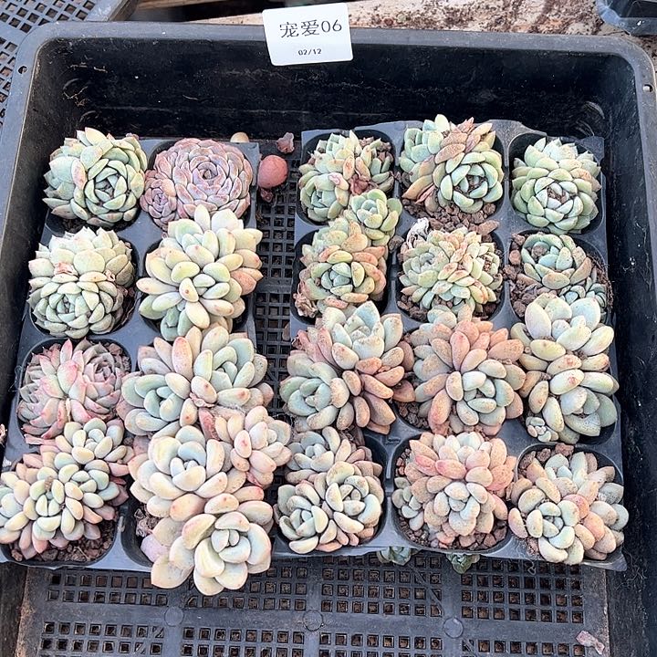 直播福利一物一拍06