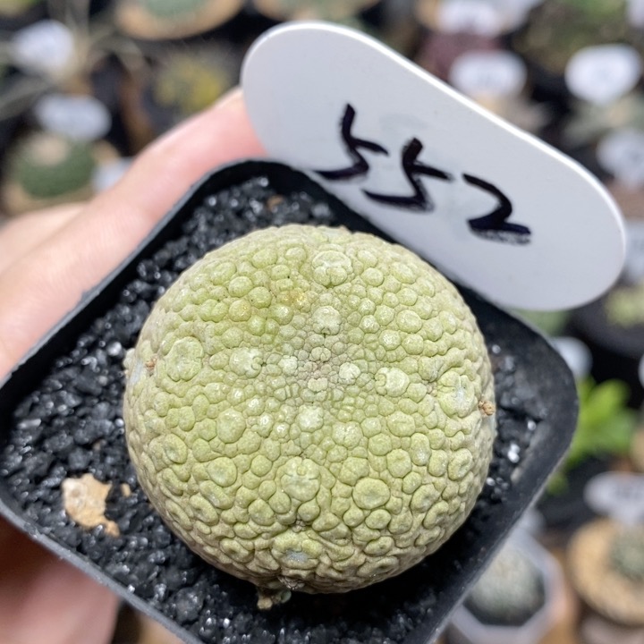 552号实生凝蹄玉4cm
