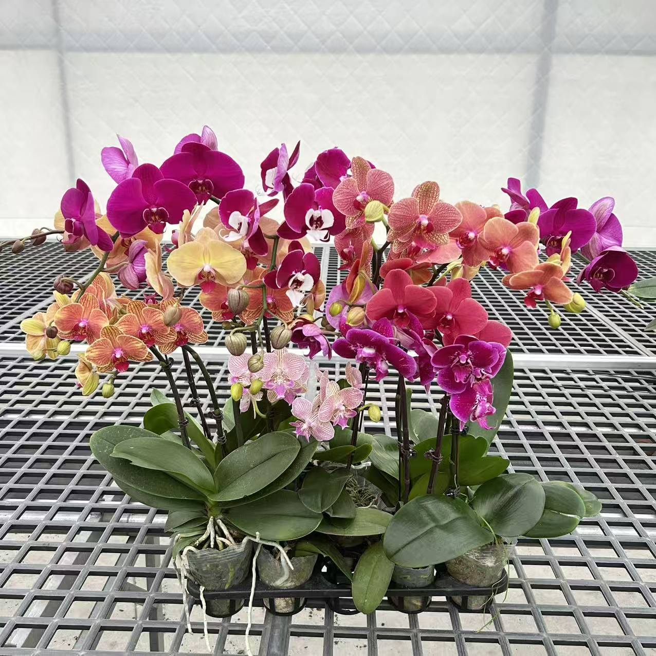 蝴蝶兰 【随机蝴蝶兰 拍一发二】送人送礼 鲜花绿植 佛山基地直发