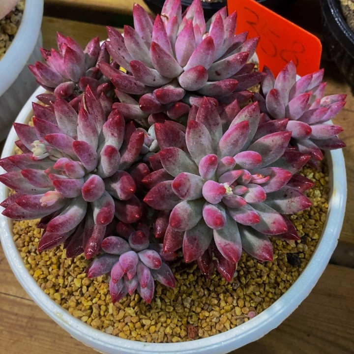 这么大岁数怎么会长出