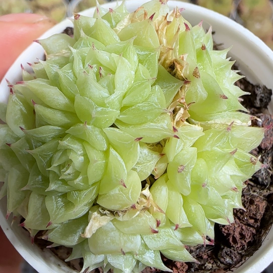 1110-----650优选麦秆