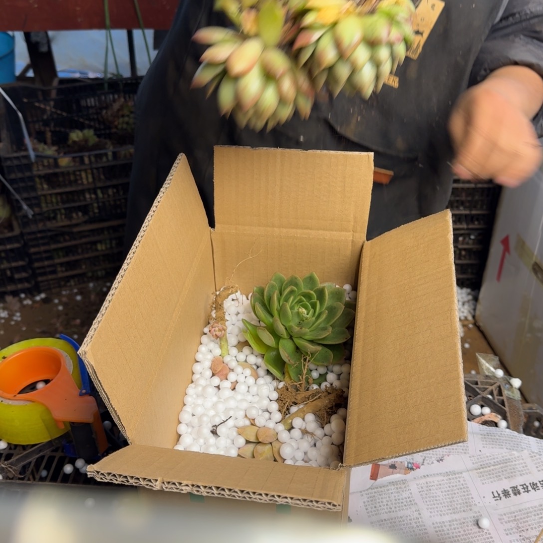 及***'橙梦露 不包损1262