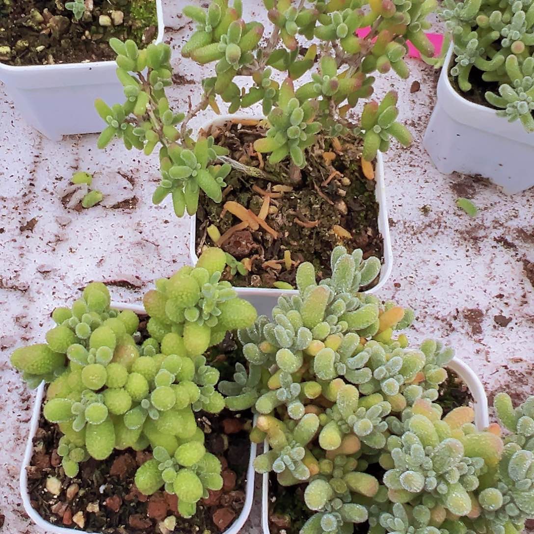 糖球翡翠冰晶组合19包邮