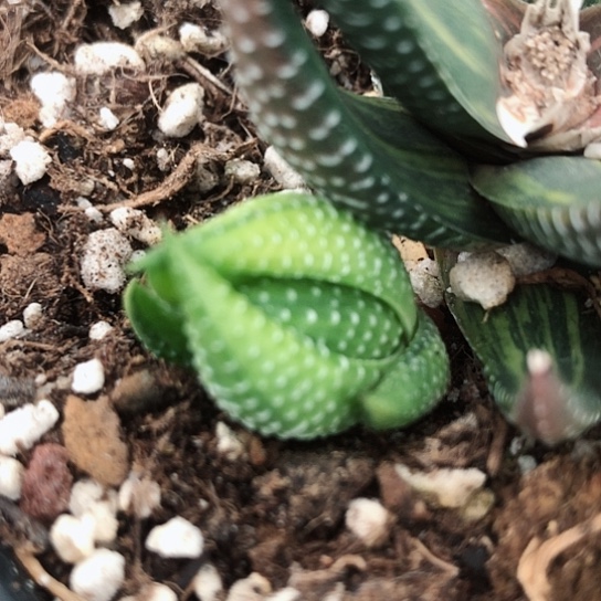 鹰爪锦侧牙无根多肉