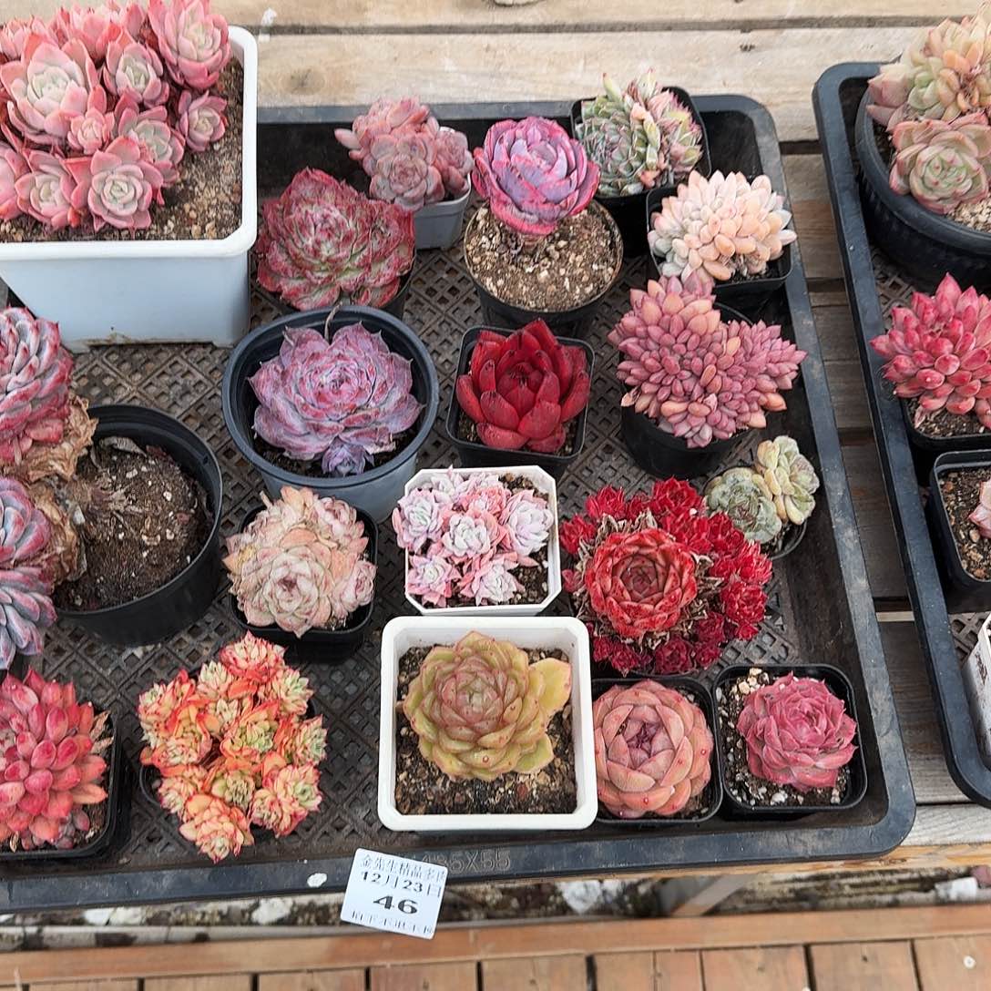 1223-46筐拍不指定