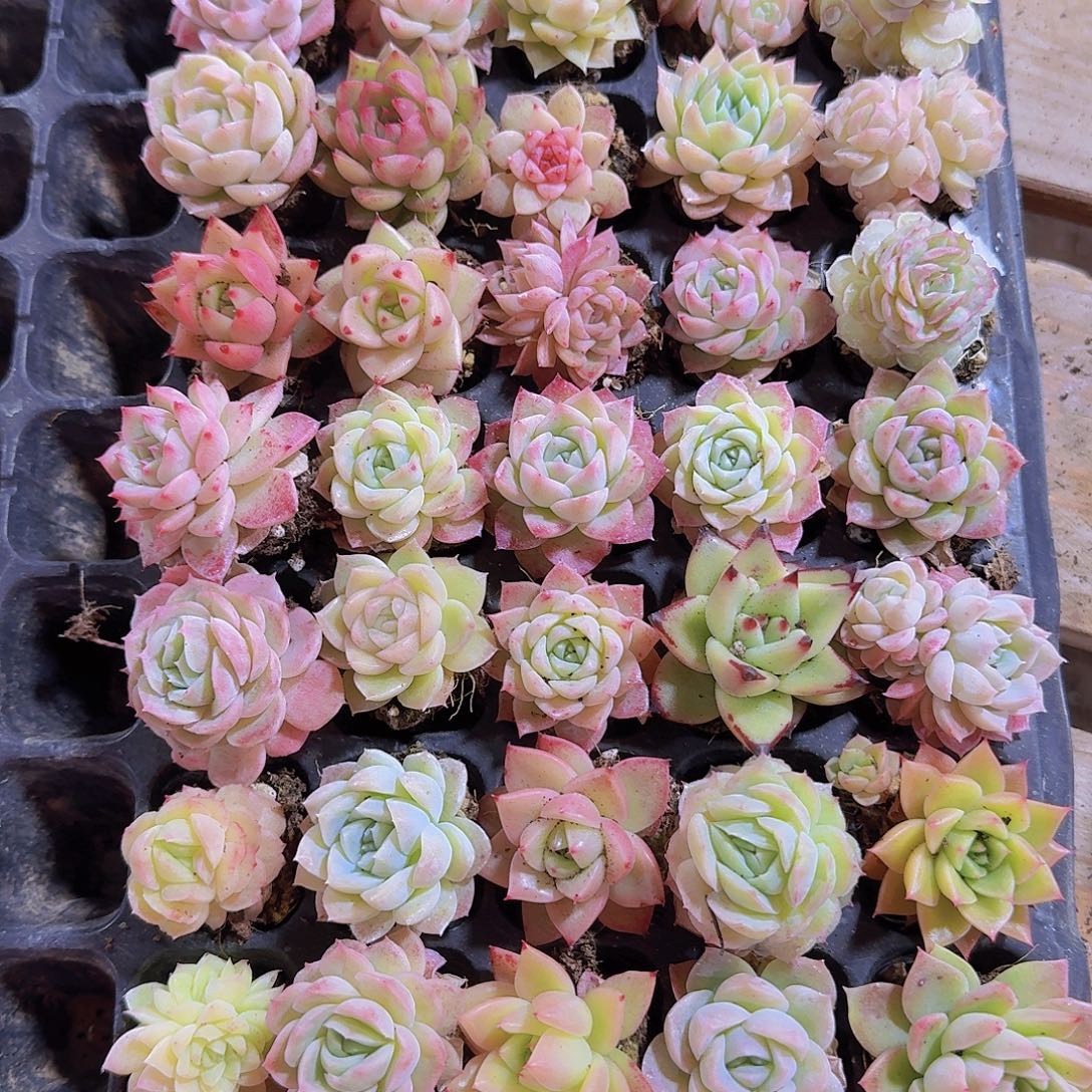 直播福利一物一拍89