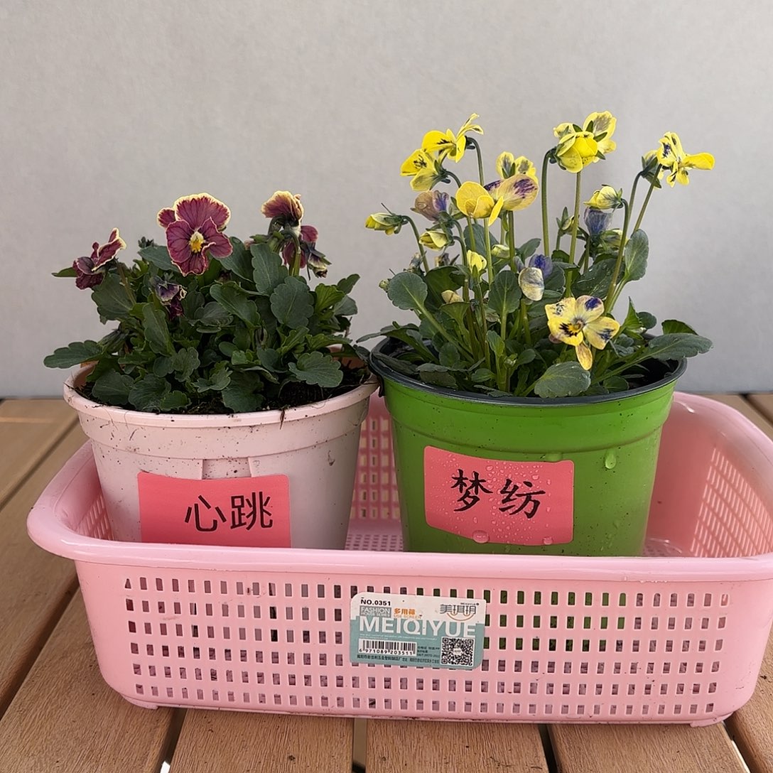 大部分开放少量花苞188