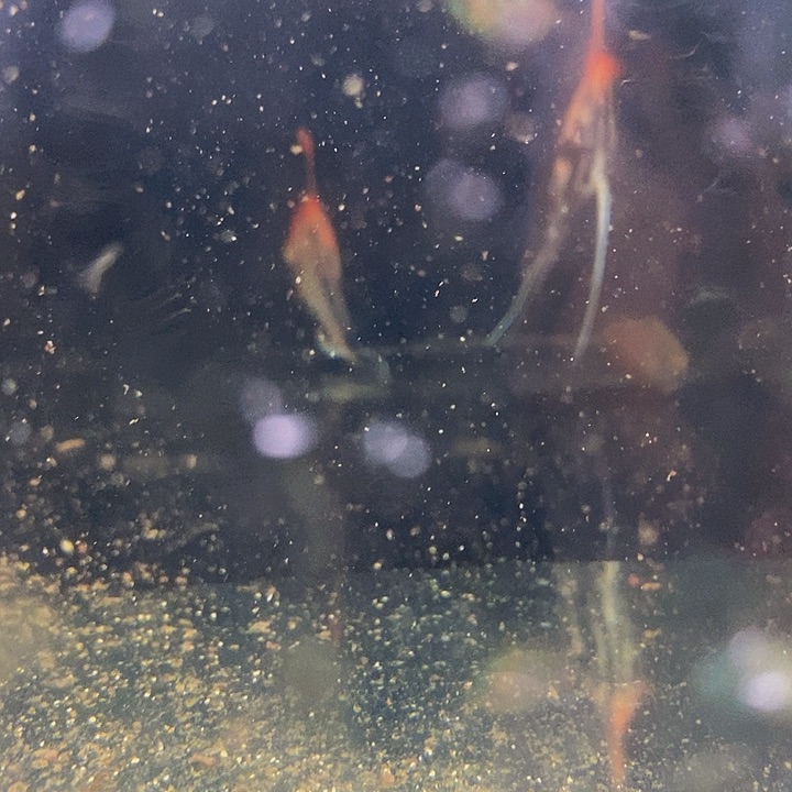 短鲷鱼孙*悦燕鱼两条