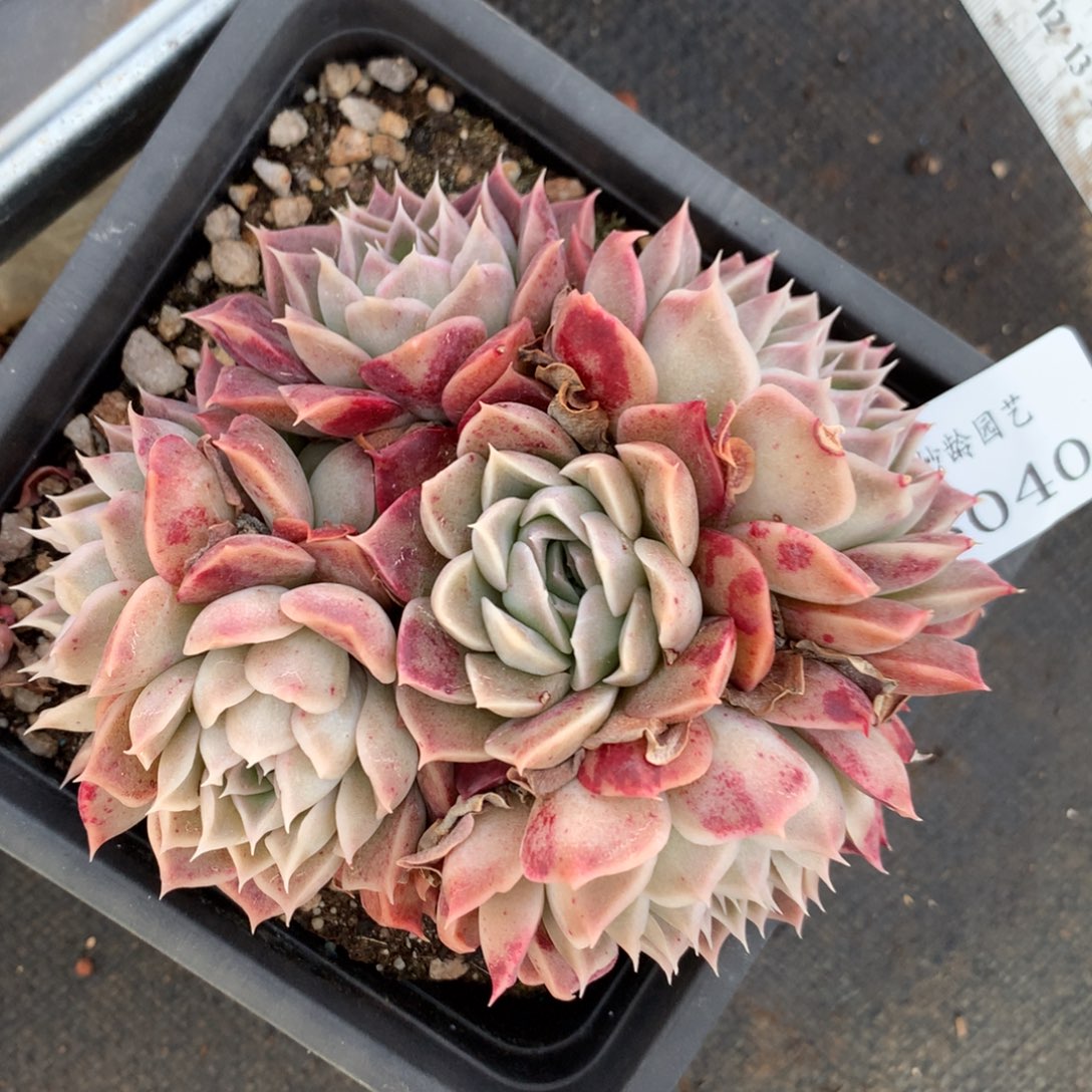 5040杂交多肉植物大战僵尸